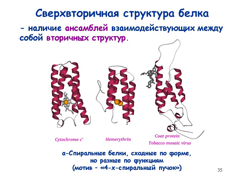 35 Сверхвторичная структура белка - наличие ансамблей взаимодействующих между собой вторичных структур.  α-Спиральные